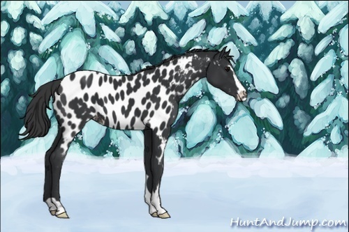 Horse Color:Black Sabino Near Leopard 