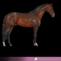 Horse Color:Bay Appaloosa 