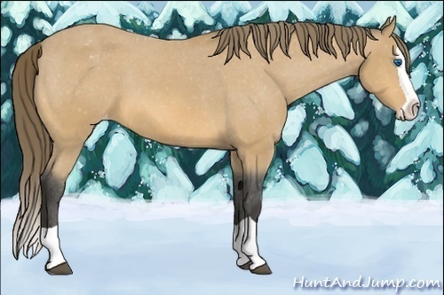 Horse Color:Buckskin Splash Varnish 