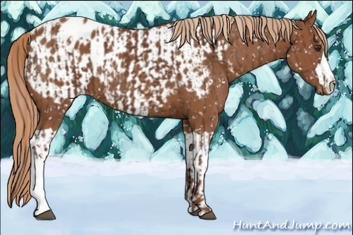 Horse Color:Chestnut Appaloosa  and Chestnut Appaloosa 