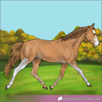 Horse Color:Unknown 