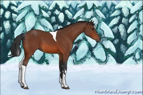 Horse Color:Bay Tobiano 