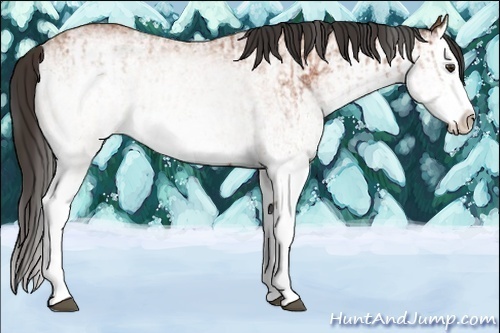 Horse Color:White Spotted Bay Splash  and White Spotted Bay Splash 