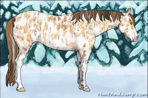 Horse Color:Amber Champagne Appaloosa and Amber Cream Champagne Appaloosa