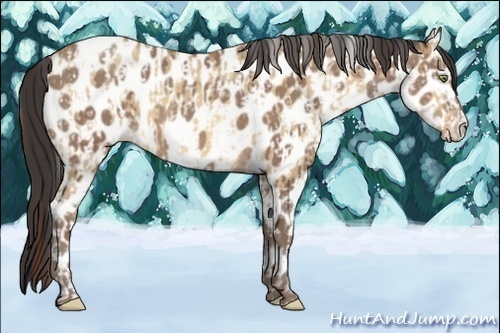 Horse Color:Amber Champagne Dun Leopard  and Sable Champagne Leopard 