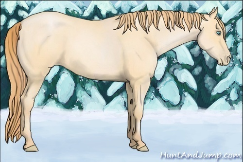 Horse Color:Buckskin Roan Pearl  and Buckskin Roan Pearl 
