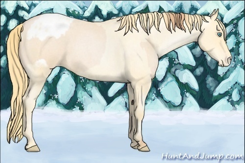 Horse Color:Buckskin Roan Pearl  and Buckskin Roan Pearl Blanket 