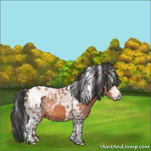 Horse Color:Bay Sabino Tobiano 