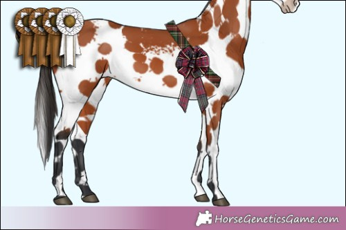 Horse Color:White Spotted Bay Splash 
