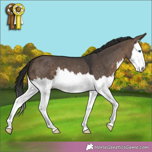 Horse Color:Brown Dun Splash 