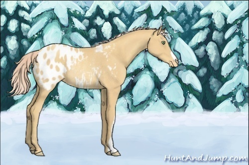 Horse Color:Gold Cream Champagne Appaloosa Rabicano 