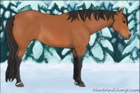 Horse Color:Bay Sabino