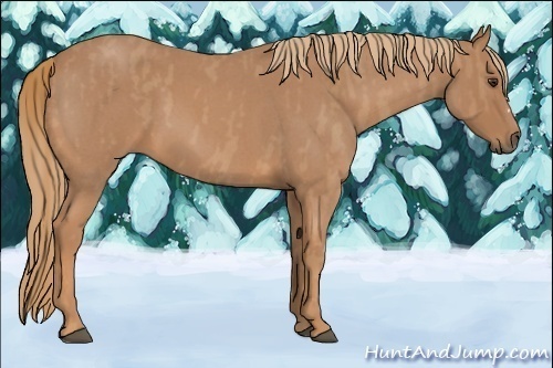 Horse Color:Red Roan  Brindle