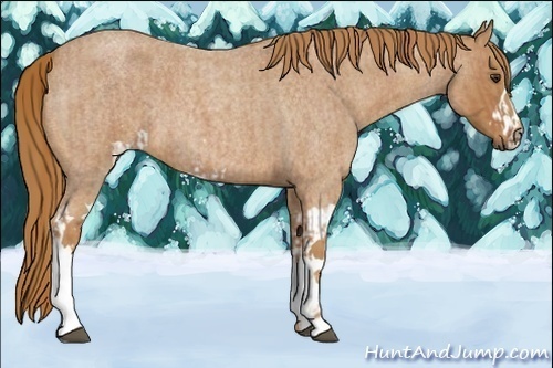 Horse Color:Red Roan  and Red Roan 