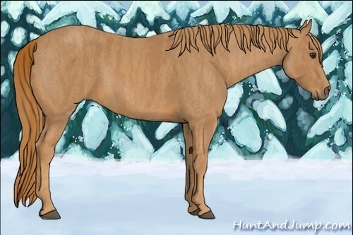 Horse Color:Chestnut  Brindle