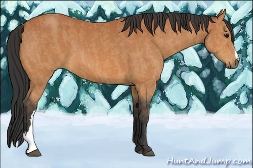Horse Color:Bay  Brindle
