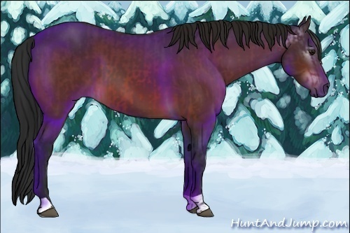 Horse Color:Bay  and Gray Bay 