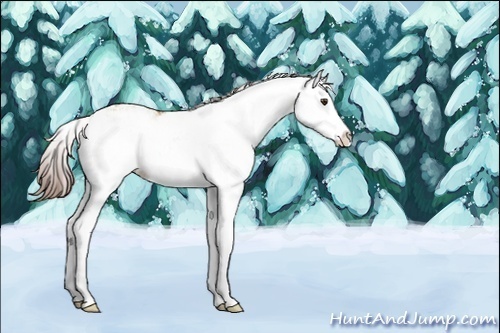 Horse Color:Red Dun Sabino Splash 