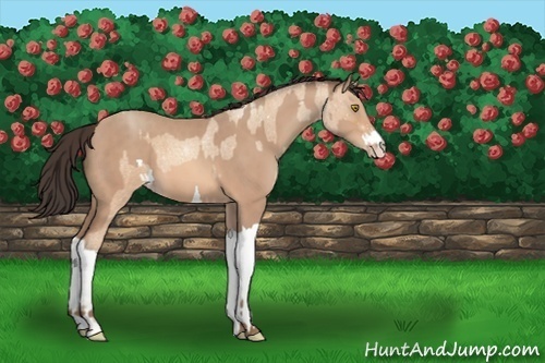 Horse Color:Amber Champagne Roan  and Amber Champagne 