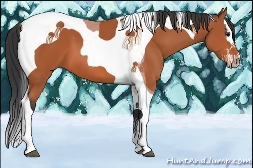 Horse Color:Bay Splash Tobiano
