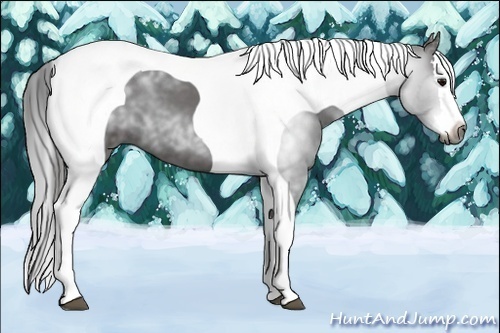 Horse Color:Gray Black Splash Tobiano 
