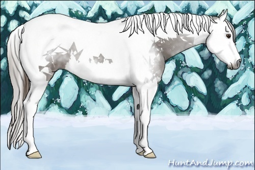 Horse Color:Gray Chestnut Splash Tobiano 