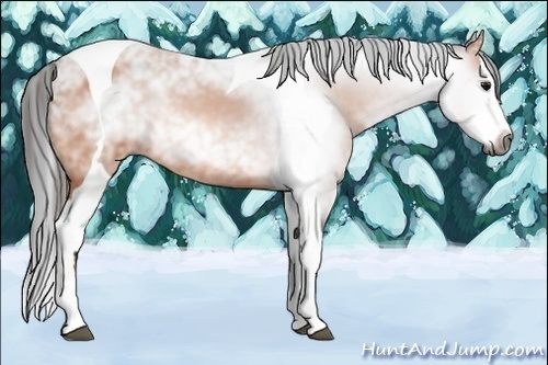 Horse Color:Gray Bay Splash Tobiano