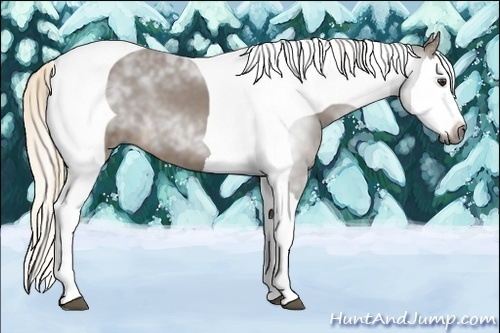 Horse Color:Gray Chestnut Splash Tobiano 
