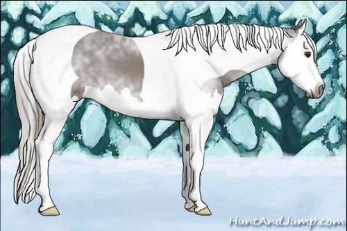 Horse Color:Gray Chestnut Splash Tobiano 