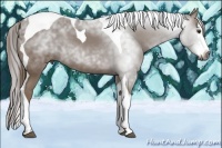 Horse Color:Gray Chestnut Splash Tobiano 
