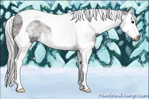 Horse Color:Gray Bay Splash Tobiano 