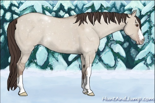 Horse Color:Classic Champagne Dun 