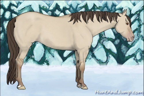 Horse Color:Classic Champagne Dun 