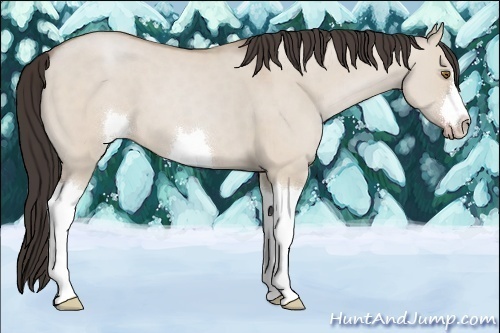 Horse Color:Classic Champagne Dun 