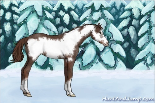 Horse Color:Unknown 