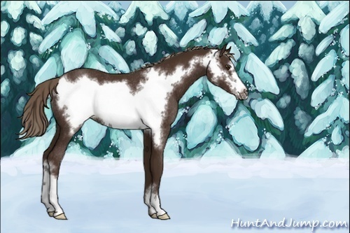 Horse Color:Unknown 