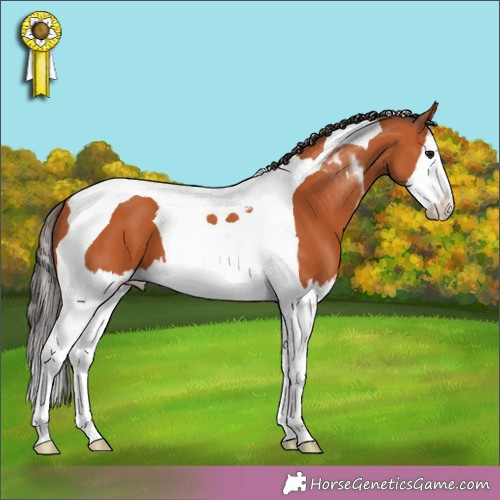 Horse Color: Bay Splash Tobiano 