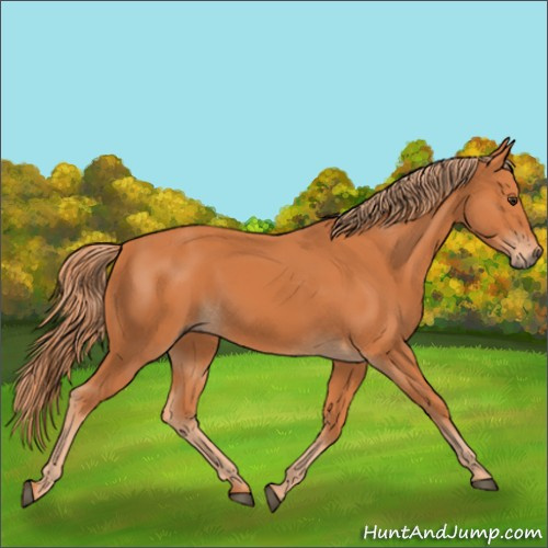 Horse Color:Chestnut 