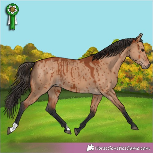 Horse Color:Bay Dun Brindle 