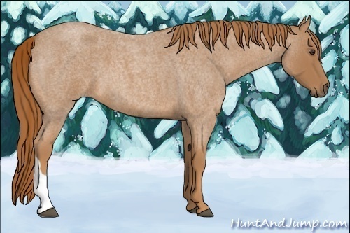 Horse Color:Red Roan 
