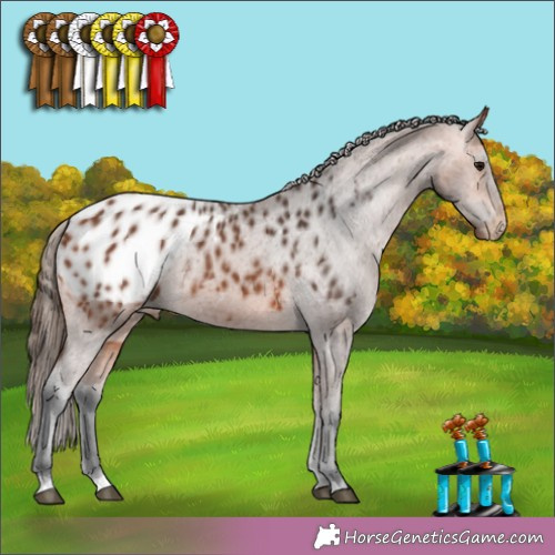 Horse Color:Bay Appaloosa