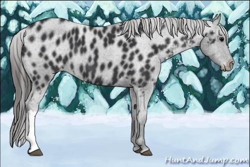 Horse Color:Black Appaloosa 