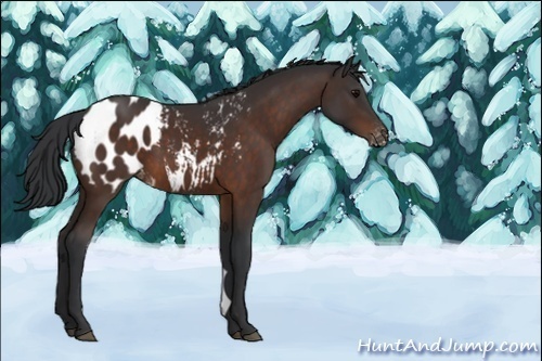 Horse Color:Brown Appaloosa 