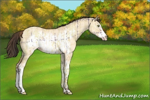 Horse Color:Plaid  Amber Champagne Dun Rabicano  and Plaid  Amber Champagne Roan Dun Frame Rabicano 