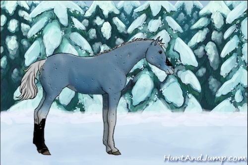 Horse Color:Unknown 