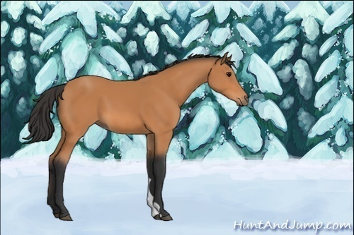 Horse Color:Unknown 