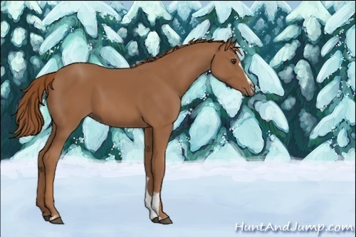 Horse Color:Unknown 
