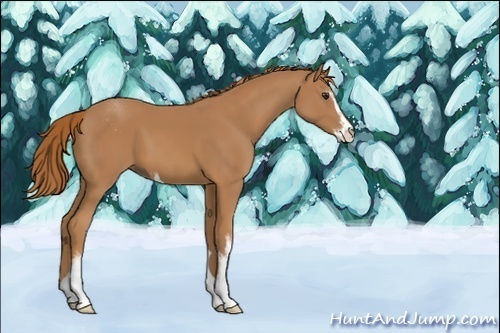 Horse Color:Unknown 