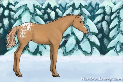 Horse Color:Unknown 