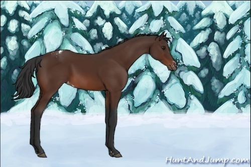 Horse Color:Unknown 